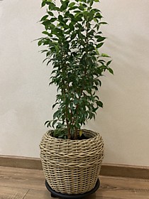 Кашпо Ротанг 12 литров дуб