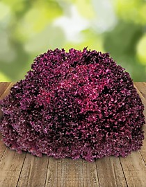 Салат листовой Революция Каприс (Нидерланды) 20 пакетов по 10 шт.