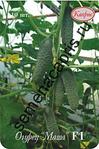 Огурец Маша F1 Каприс (Нидерланды) 20 шт. по 10 шт.