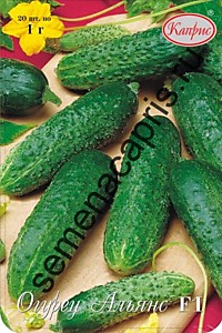 Огурец Альянс Бейо  F1 Каприс (Нидерланды) 20 пакетов по 15 шт.