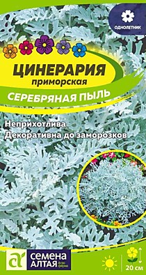 Цинерария Серебряная Пыль Семена Алтая