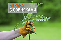 Препараты от сорняков