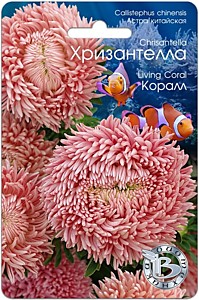 Астра китайская Хризантелла Коралл Биотехника
