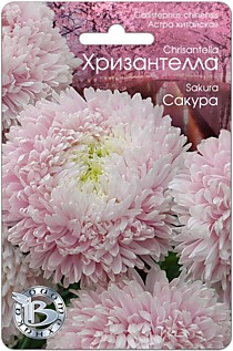 Астра китайская Хризантелла Сакура Биотехника