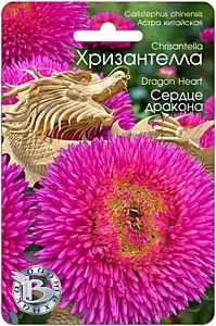 Астра китайская Хризантелла Сердце дракона Биотехника