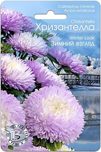 Астра китайская Хризантелла Зимний взгляд Биотехника