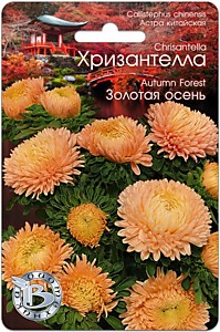 Астра китайская Хризантелла Золотая осень Биотехника